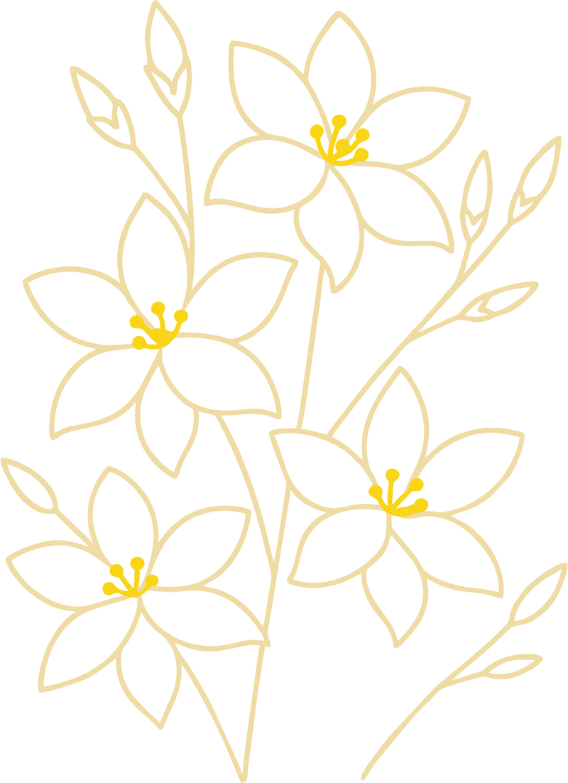 White Jasmin